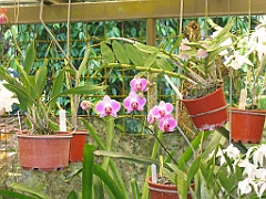 CairnsTC047 Jardin Botanique 047